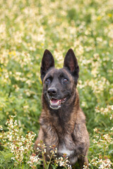 lovely dutch shepherd dog in a field of flowers