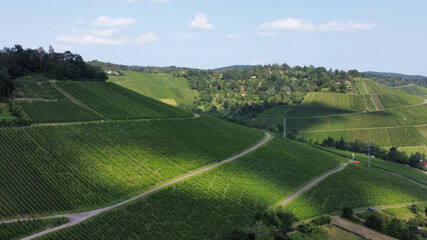 Weinberg in Stuttgart