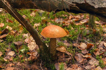 Boletus with an orange cap in the autumn forest among fallen leaves and moss