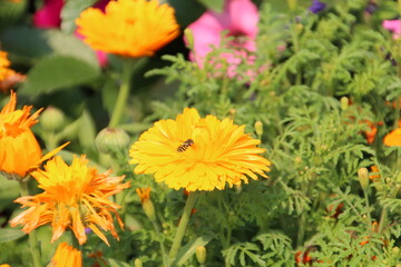 Life In The Garden, Banff National Park, Alberta