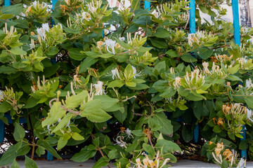 Lonicera japonica. Honeysuckle blooming, yellow and white flowers background.