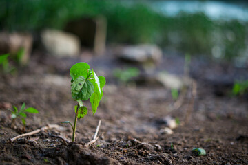 Small green leafy sprout plant in rich soil