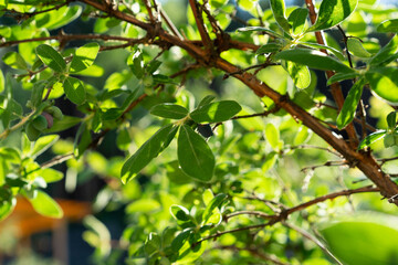branch of green honeysuckle. close-up.