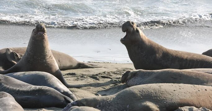 Male Northern Elephant Seal Galumphing Or Undulating To Move About On San Simeon Beach, CA.