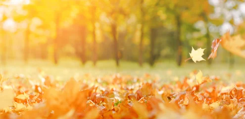 Fotobehang Val banner. Mooie herfst geel en rood blad in gouden zon. Vallende bladeren natuurlijke achtergrond kopie ruimte, selectieve focus landschap © taniasv