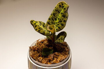 Macro abstract view of a potted jewel orchid (macodes petola) houseplant with leaves that have unusual iridescent golden veins that resemble lightning, with neutral solid background