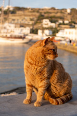 Cat on the harbor dock, waiting for food, Greece, Cyclades.