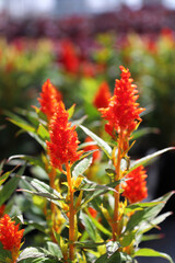 Fototapeta premium Rows of red Celosia flowers growing in spring