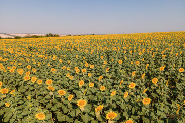 Young sunflower in the field. Aerial over even young rows of sunflowers. Agricultural field Cultivated