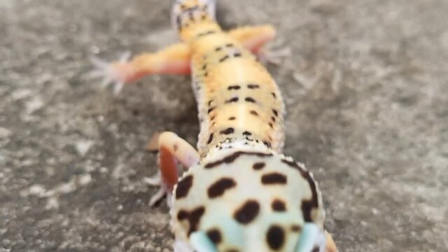 Gecko walking on concrete