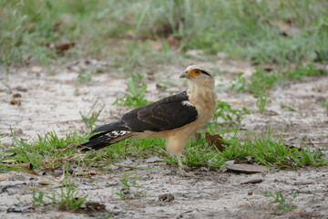 The yellow-headed caracara (milvago chimachima) is a bird of prey in the family Falconidae. It is...
