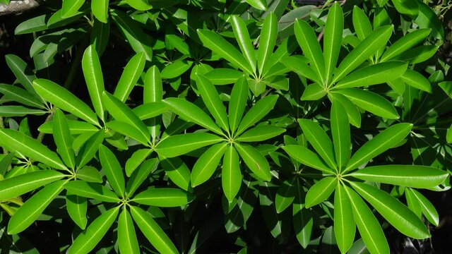 Pattern leaves of Alstonia tree. Deep green leaves background in Alstonia tree. 4k video.  