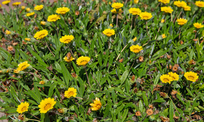 Yellow daisies growing in the field