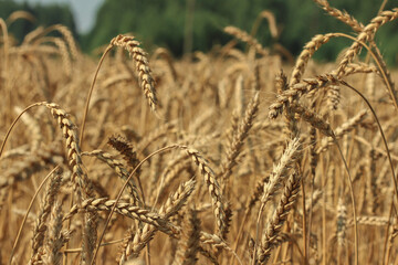 Ripe ears of wheat