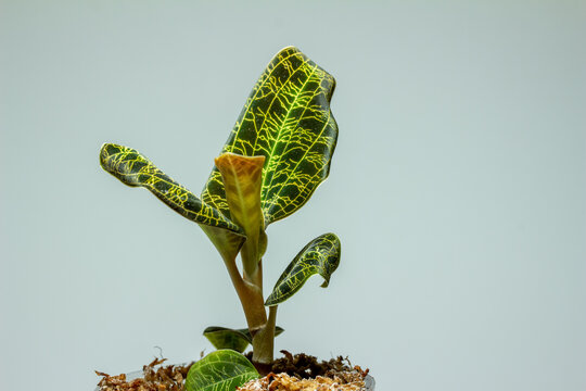 Macro abstract view of a potted jewel orchid (macodes petola) houseplant with leaves that have unusual iridescent golden veins that resemble lightning, with neutral solid background