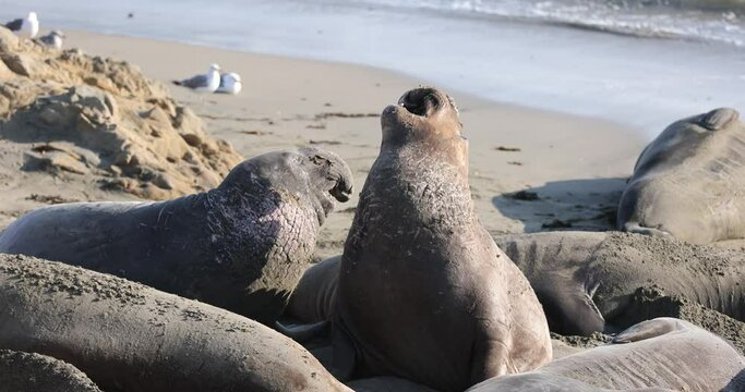 Juvenile male Northern Elephant Seals briefly challenge each other on the beach in San Simeon, CA.