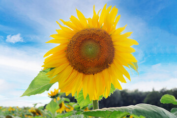 Sunflower in the field against the sky.