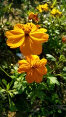 orange flower in the garden
