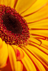 Beautiful flower - herbera. Macrofotography. Light and shadow.
