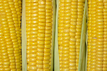 Peeled corn close up. Full screen corn. Healthy food