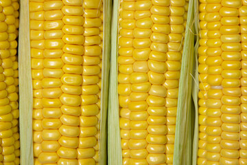 Peeled corn close up. Full screen corn. Healthy food