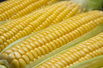 Peeled corn close up. Full screen corn. Healthy food