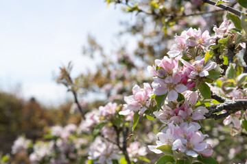 Apple blossom branch with white and pink  flowers against a lovely landscape of nature