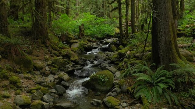 Video tour of a small rain forest creek in the North Cascade mountains. Wells Creek, just off the Mt. Baker highway, has fir and cedar trees with sword ferns and boulders in this pristine environment.