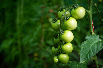 Raw Tomatoes Cluster