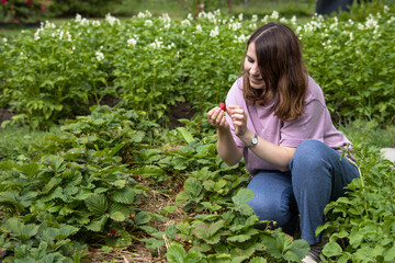 Woman with long hair picks strawberries from the garden bed in the summer garden