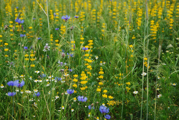 Summer meadow with blue and yellow flowers