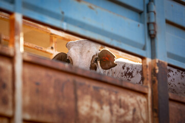 The bull in a cattle road train on a remote cattle station in Northern Territory in Australia at...