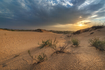desert landscape at sunrise. summer background