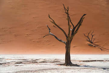 Dead Camelthorn tree against towering sand dunes at Deadvlei in the Namib desert, Namib-Naukluft National Park, Namibia.