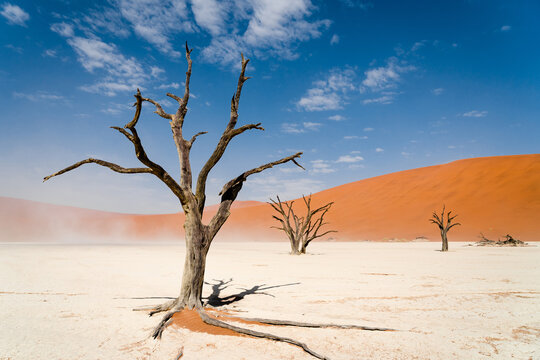 Dead camelthorn trees against towering sand dunes at Deadvlei in the Namib desert, Namib-Naukluft National Park, Namibia, Africa.