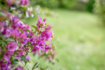 Close-up of pretty violet flowers and green blur background.