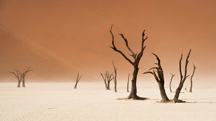 Dead camelthorn trees against towering sand dunes at Deadvlei in the Namib-Naukluft National Park,...