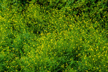 Flowers in the garden