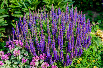 Obraz premium Flowers in the garden