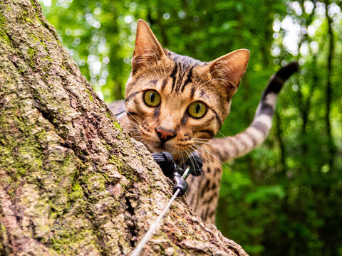Bengal cat in the forest behind tree