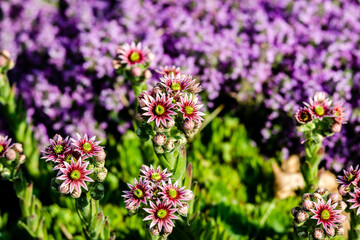 Obraz premium Flowers in the garden