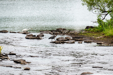 Great blue and white herons by the st. Lawrence river side  