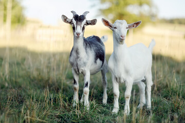A young pair of goats, standing in a summer meadow and posing.