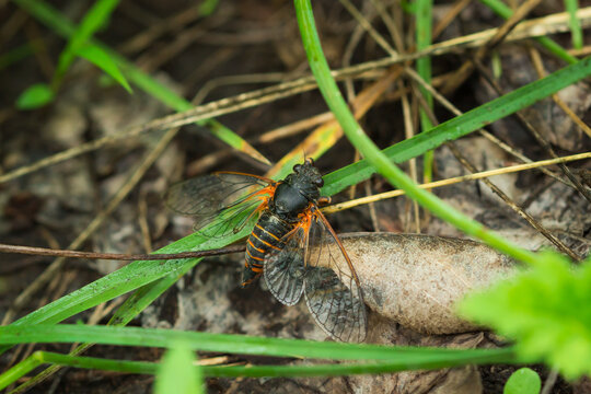 The mountain cicada (lat. Cicadetta montana), of the family Cicadidae. The Middle Volga region, Russia.