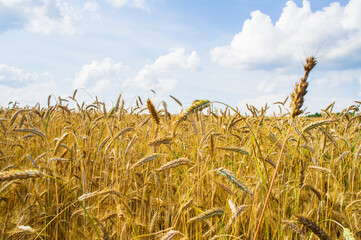 Ripe harvest field of ears of wheat rye in a landscape with blue sky