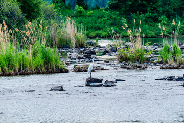 Great blue and white herons by the st. Lawrence river side  