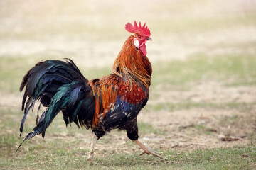 Gorgeous cock of the porcelain breed proudly walks in the village courtyard
