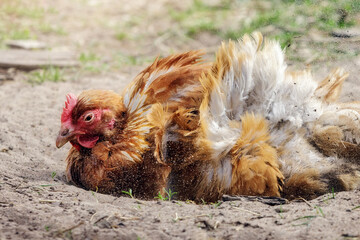 The brown village hen strongly digs the sand, stop motion photo