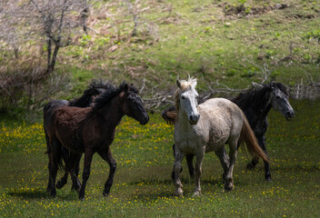 Wild horses herd on meadow. Spring mountains wild nature. Beautiful animals at summer rural green...