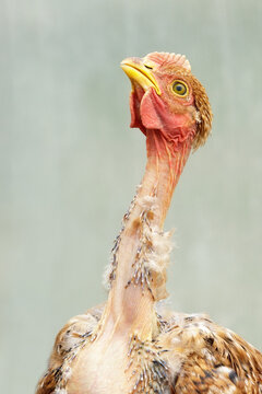 Young, naked neck chicken in a light green background